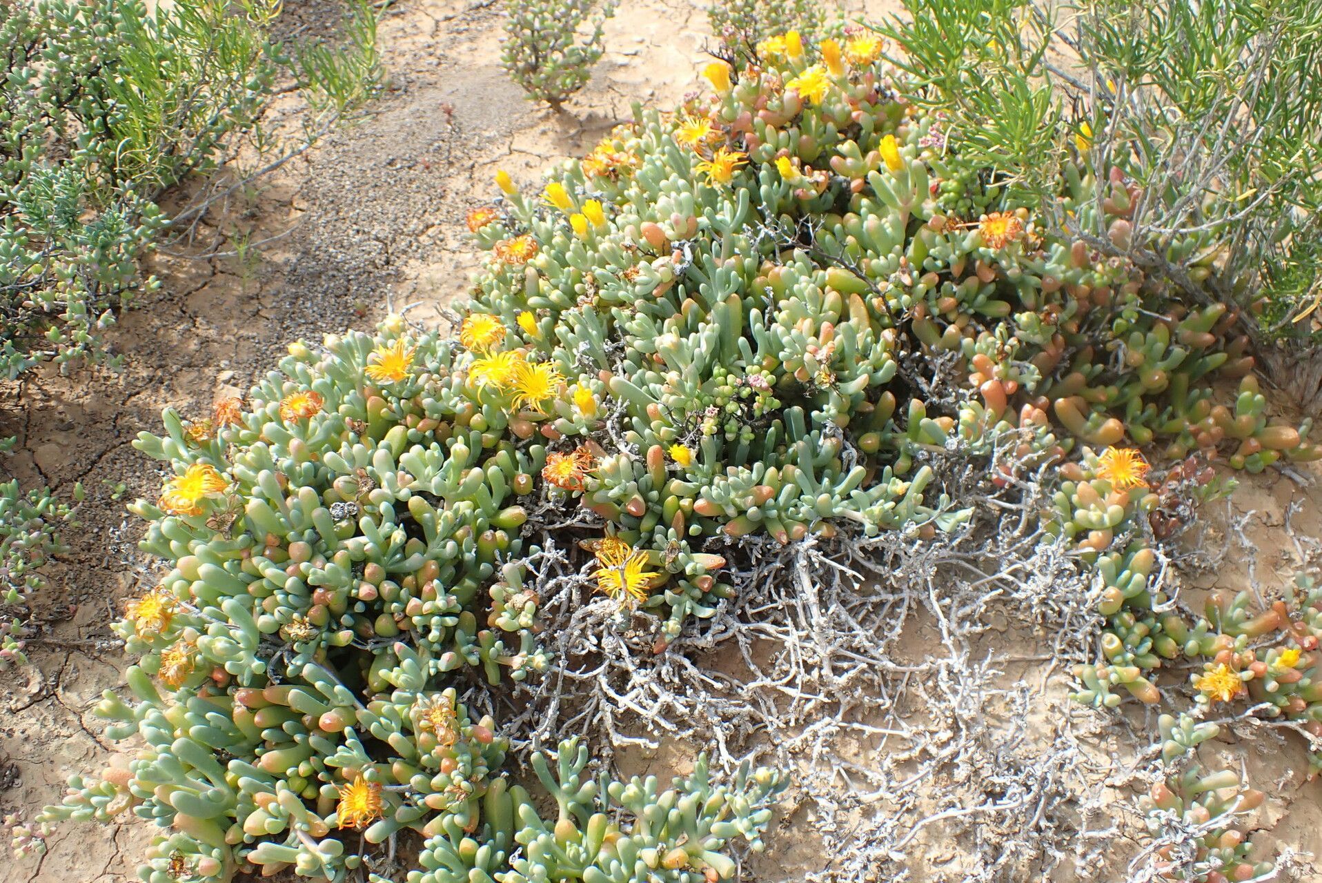 Malephora crassa — related species from the same genus