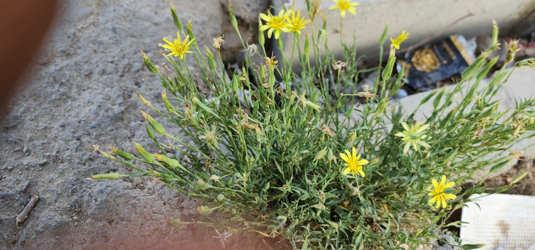 Tragopogon graminifolius habit
