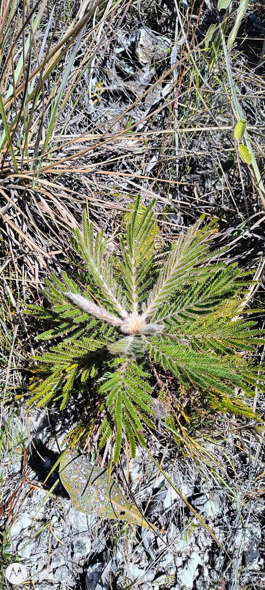 Mimosa regina — search result for 'Mimosa'