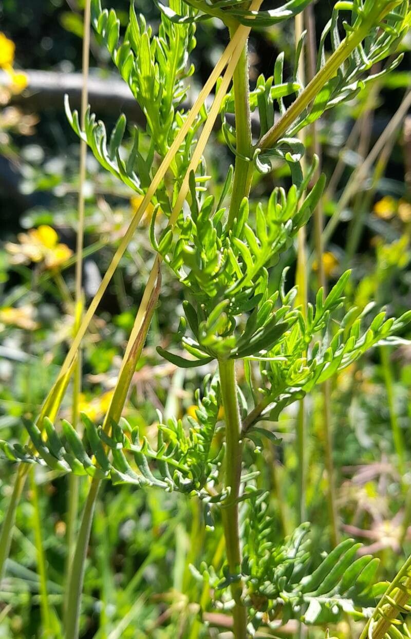 Senecio glaber — houseplant care guide