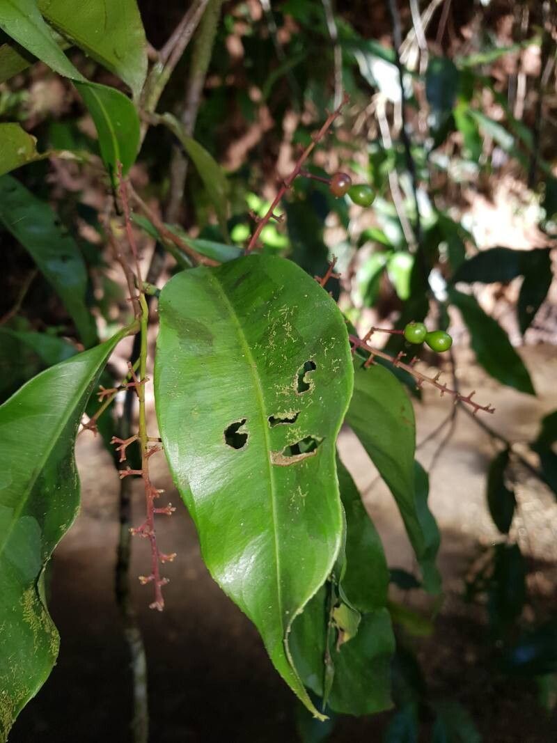 Ouratea osaensis — houseplant care guide