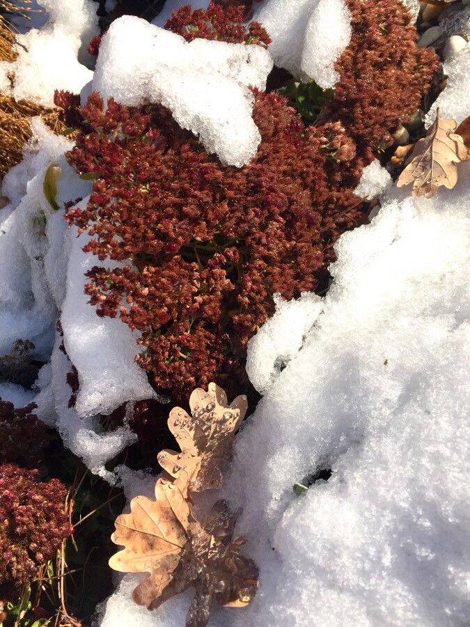 Hylotelephium maximum fruit