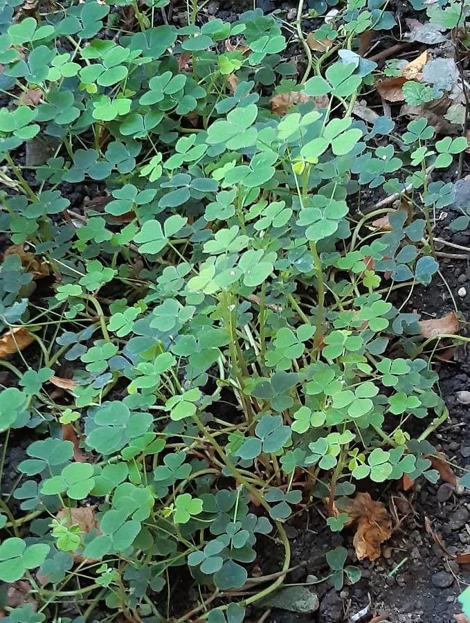 Oxalis tuberosa — search result for 'Oxalis'