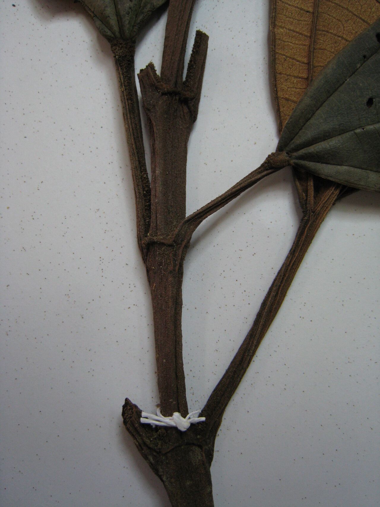 Miconia punctata other