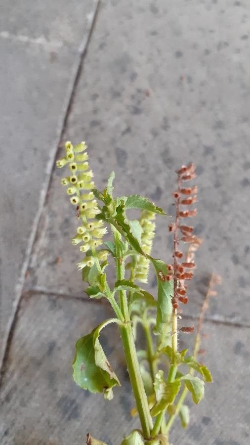 Basilicum polystachyon flower
