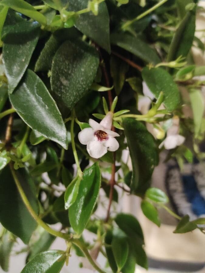 Codonanthe crassifolia flower