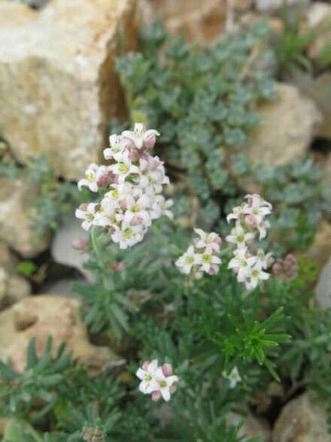 Galium glaucum flower