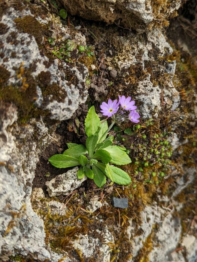 Primula algida flower