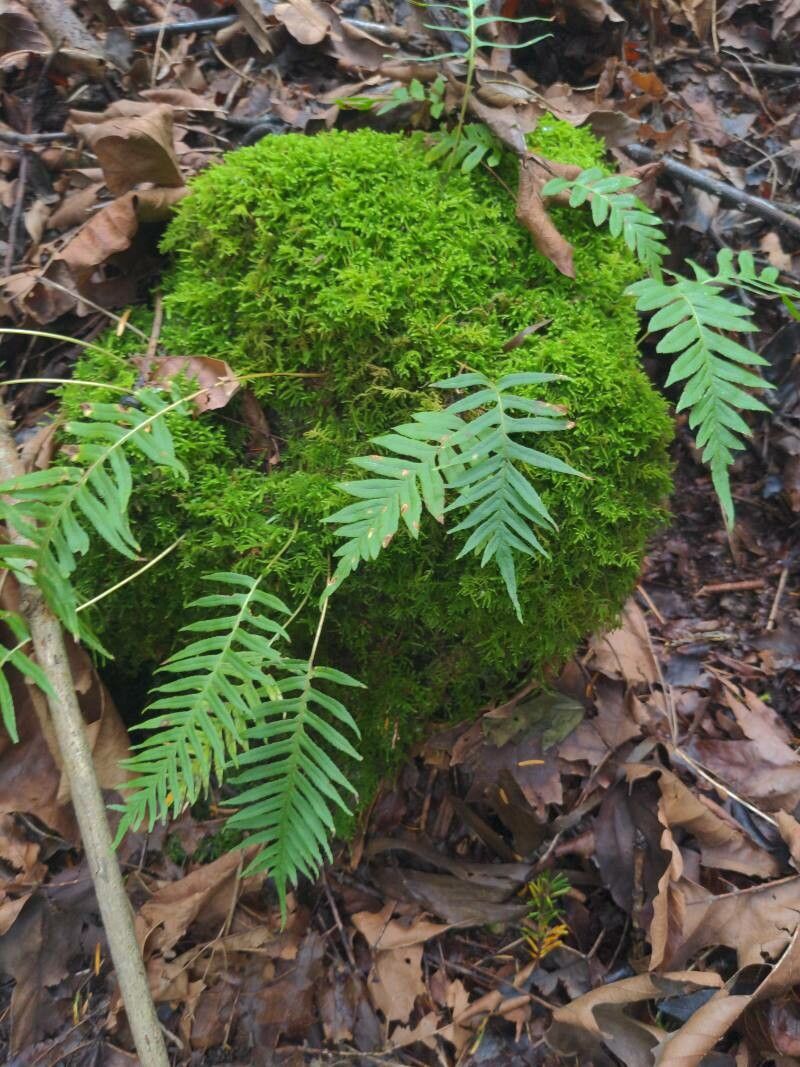 Polypodium glycyrrhiza leaf