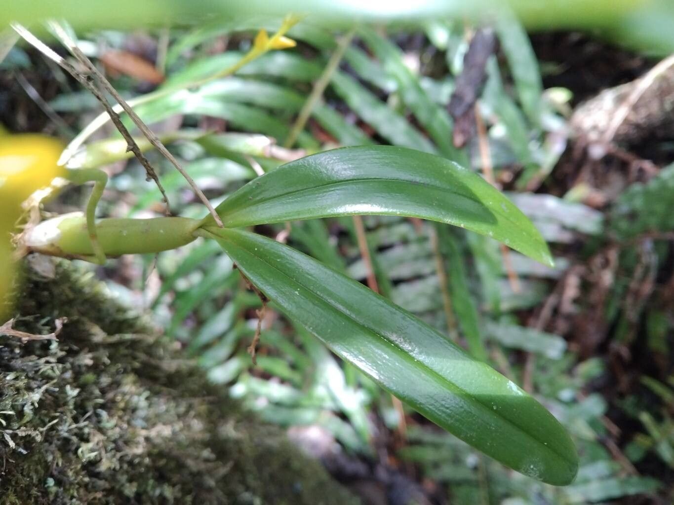 Bulbophyllum auriflorum leaf