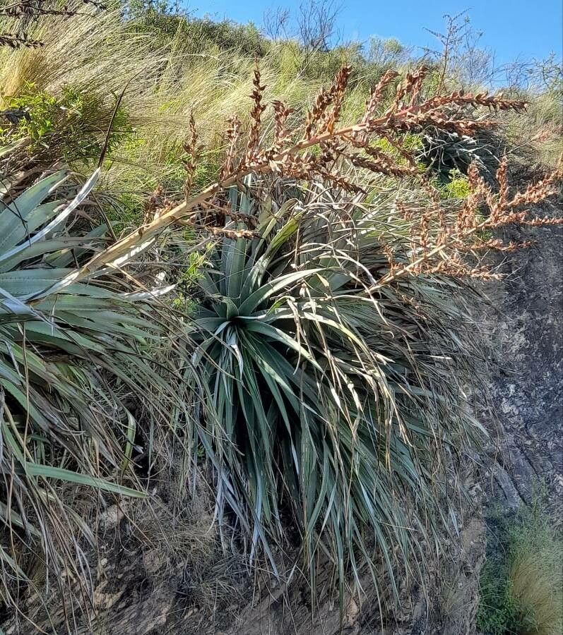Puya spathacea habit