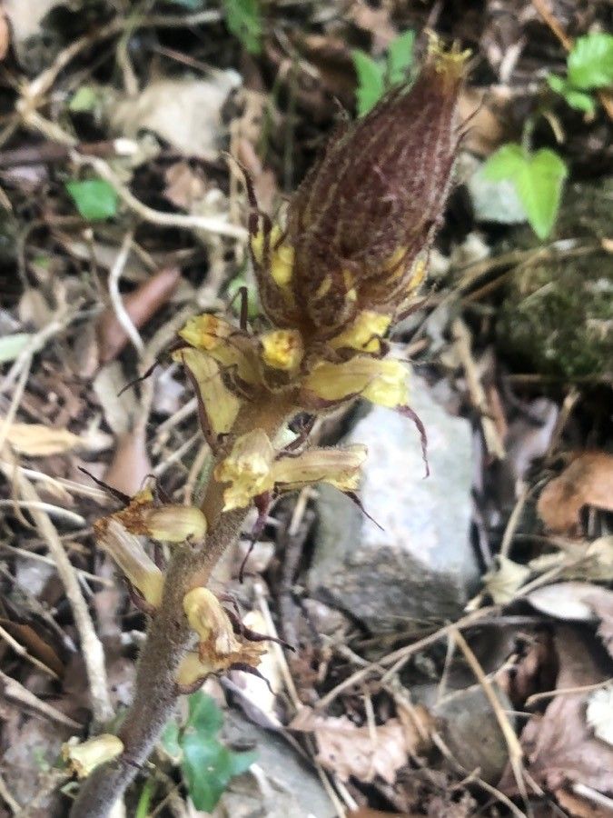 Orobanche hederae — search result for 'Orobanchaceae'