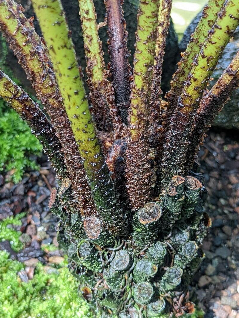Dryopteris oligodonta bark