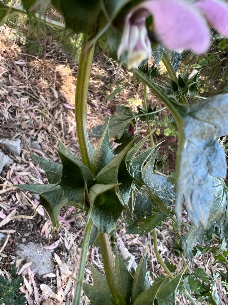 Moluccella spinosa fruit