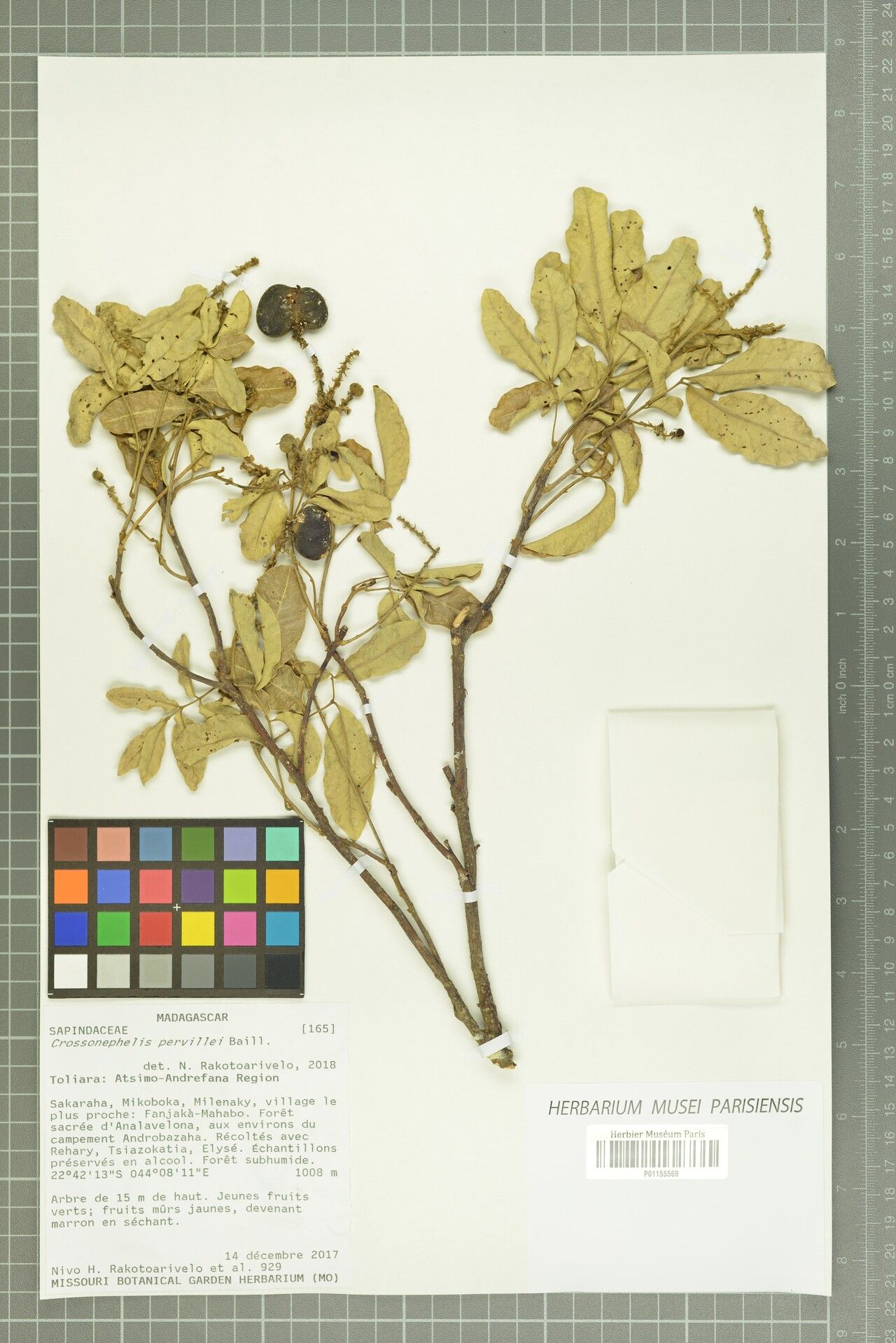 Glenniea pervillei — related species from the same genus