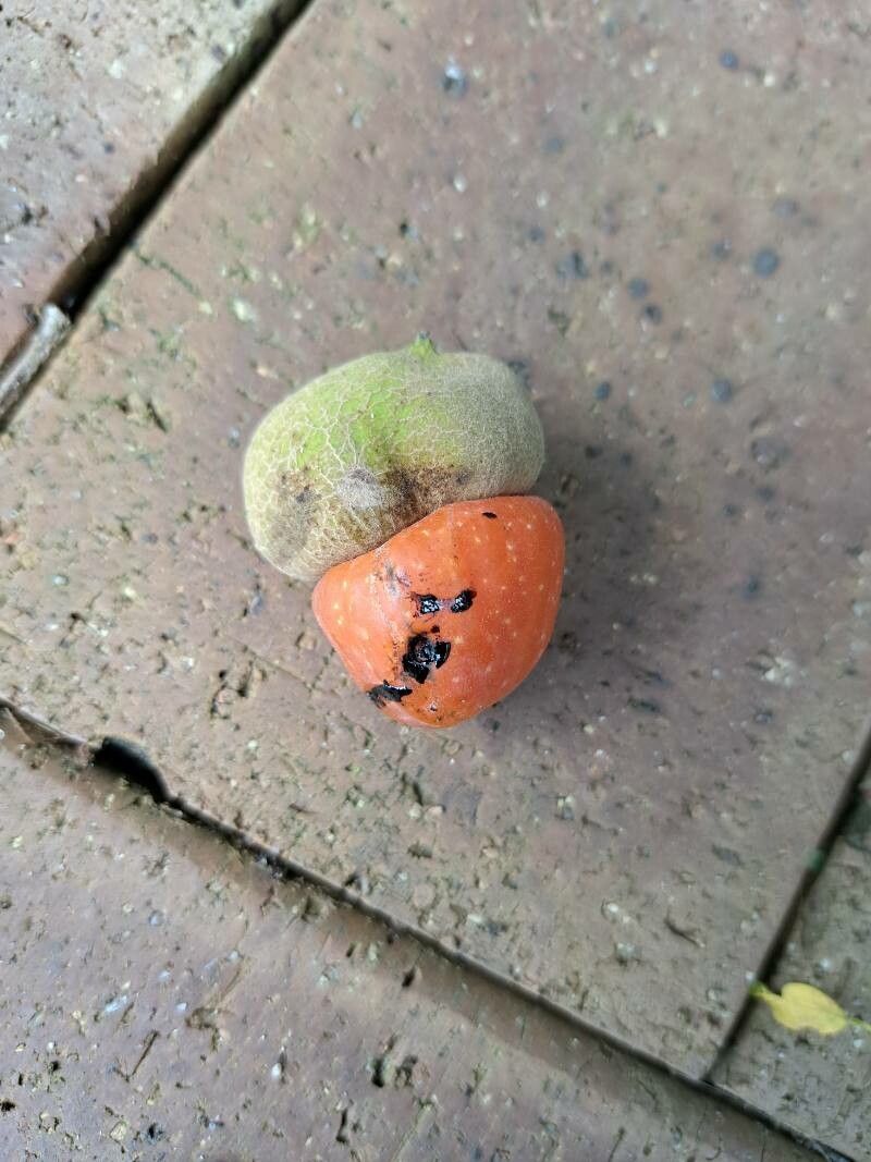 Semecarpus australiensis — related species from the same genus