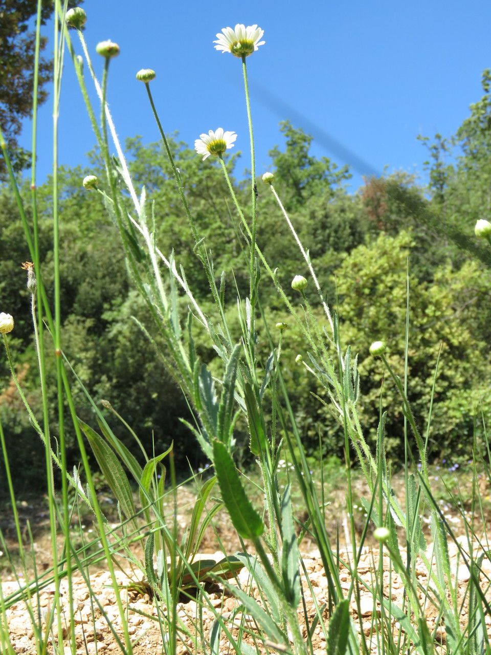 Leucanthemum pallens habit