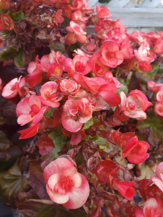 Begonia evansiana flower