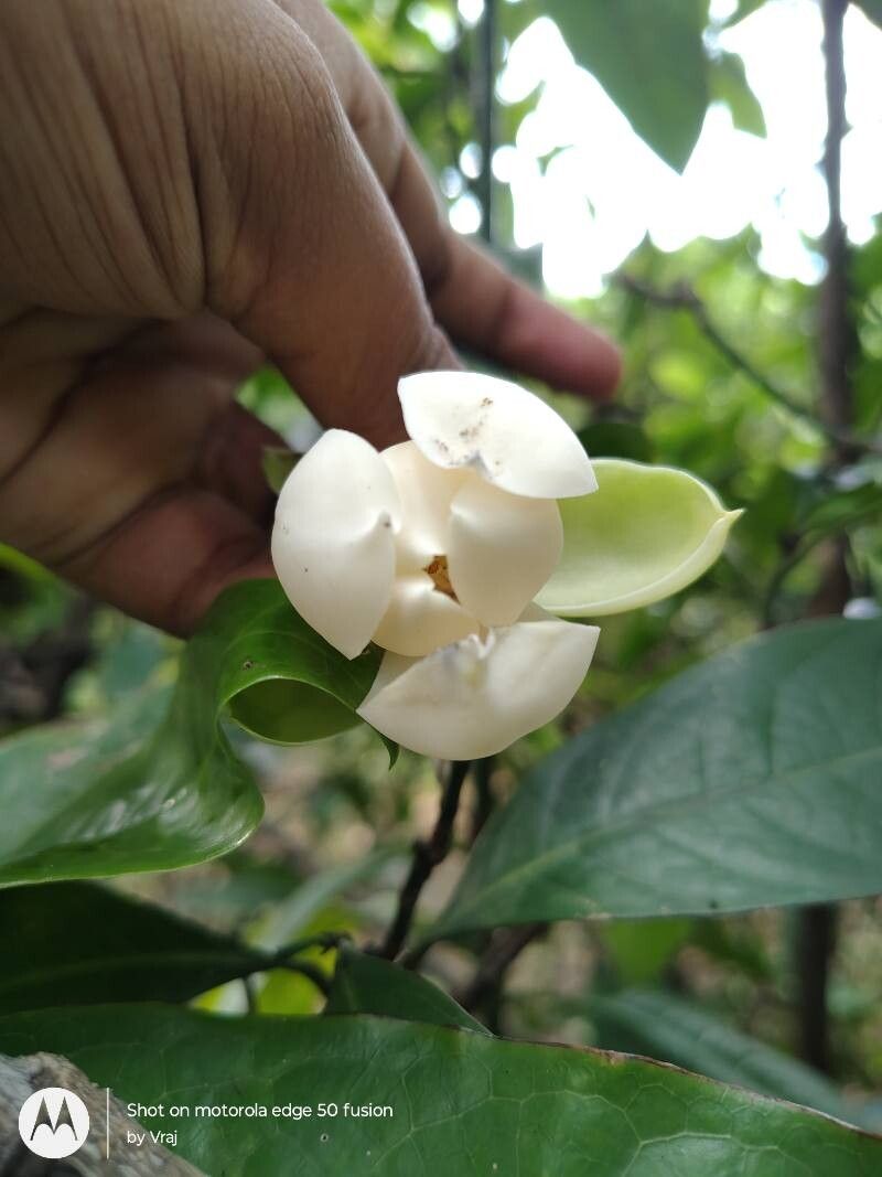 Magnolia liliifera flower