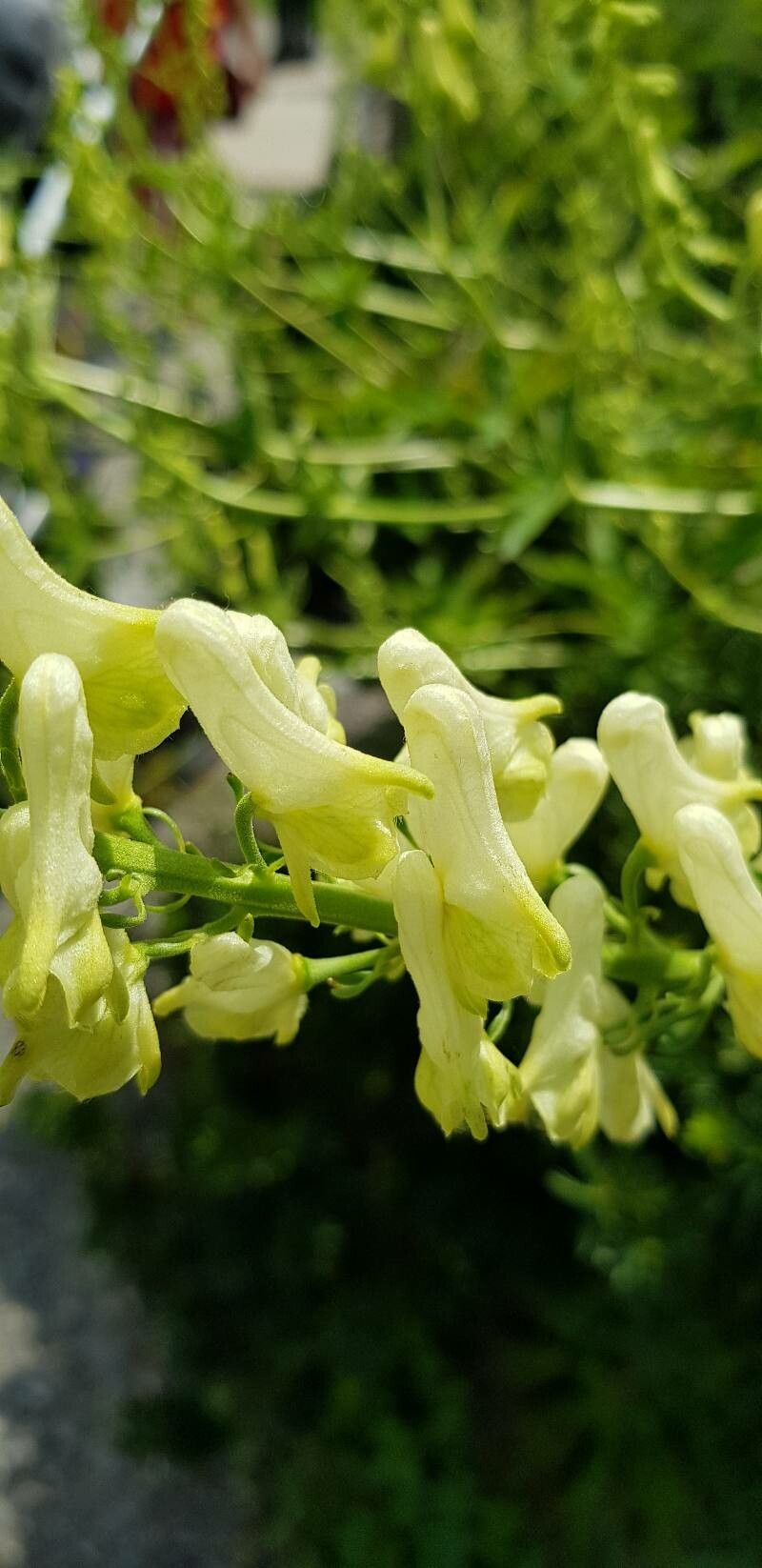 Aconitum krylovii flower