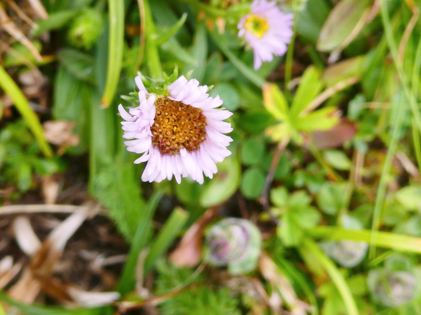 Erigeron glabratus flower