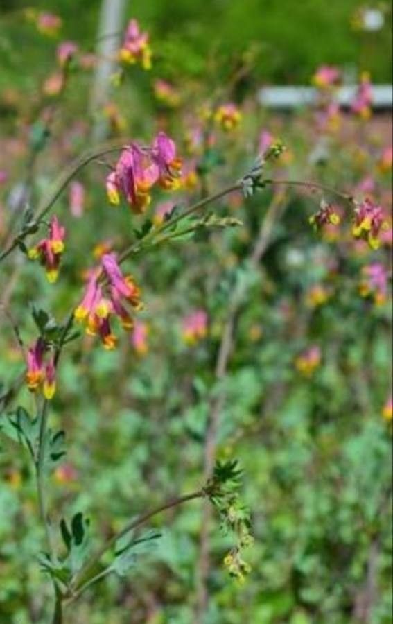 Capnoides sempervirens — houseplant care guide