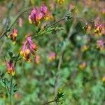 Capnoides sempervirens