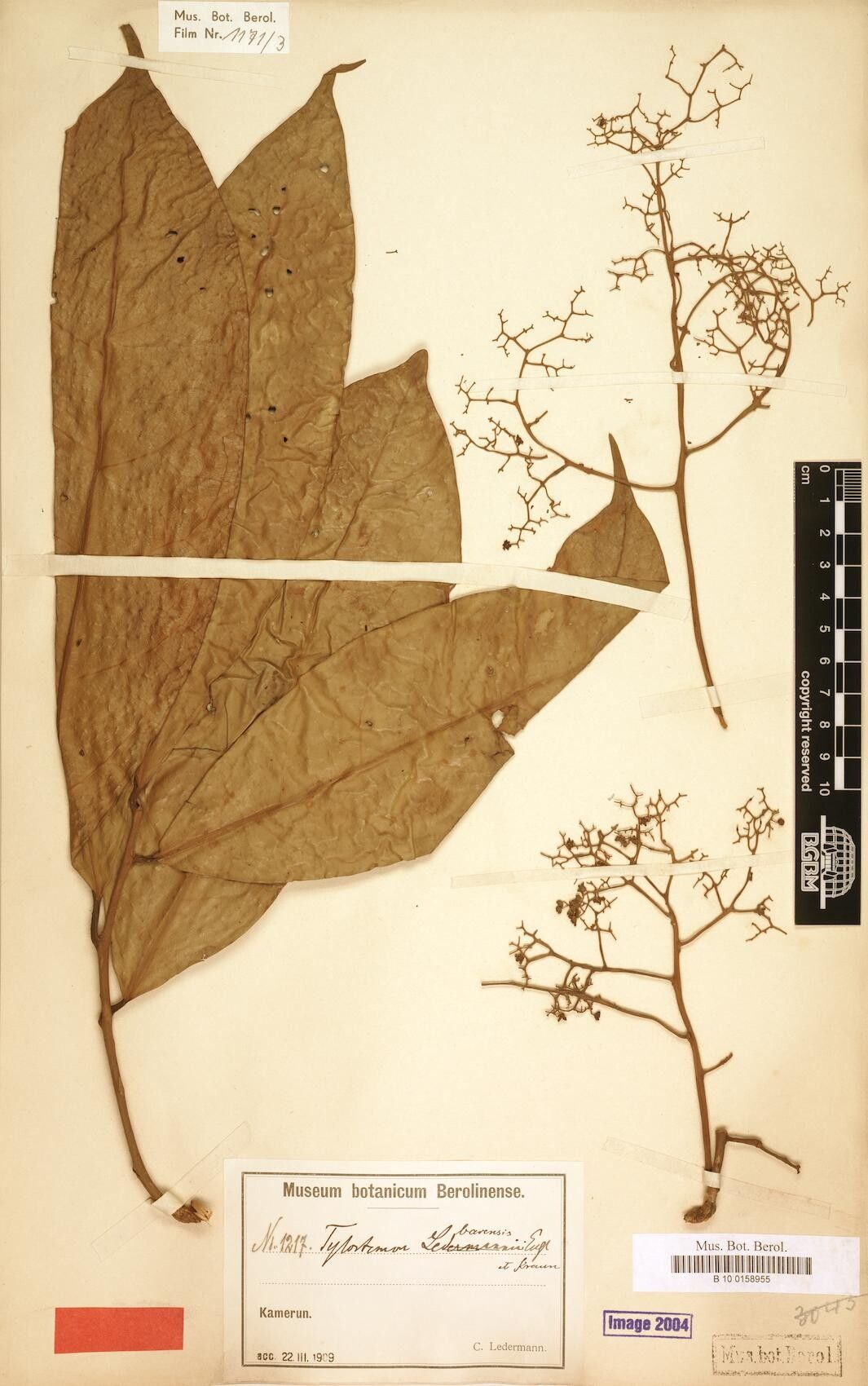 Beilschmiedia barensis — houseplant care guide