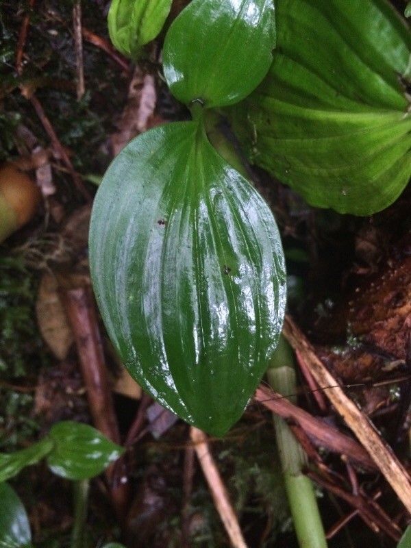 Liparis caulescens — houseplant care guide