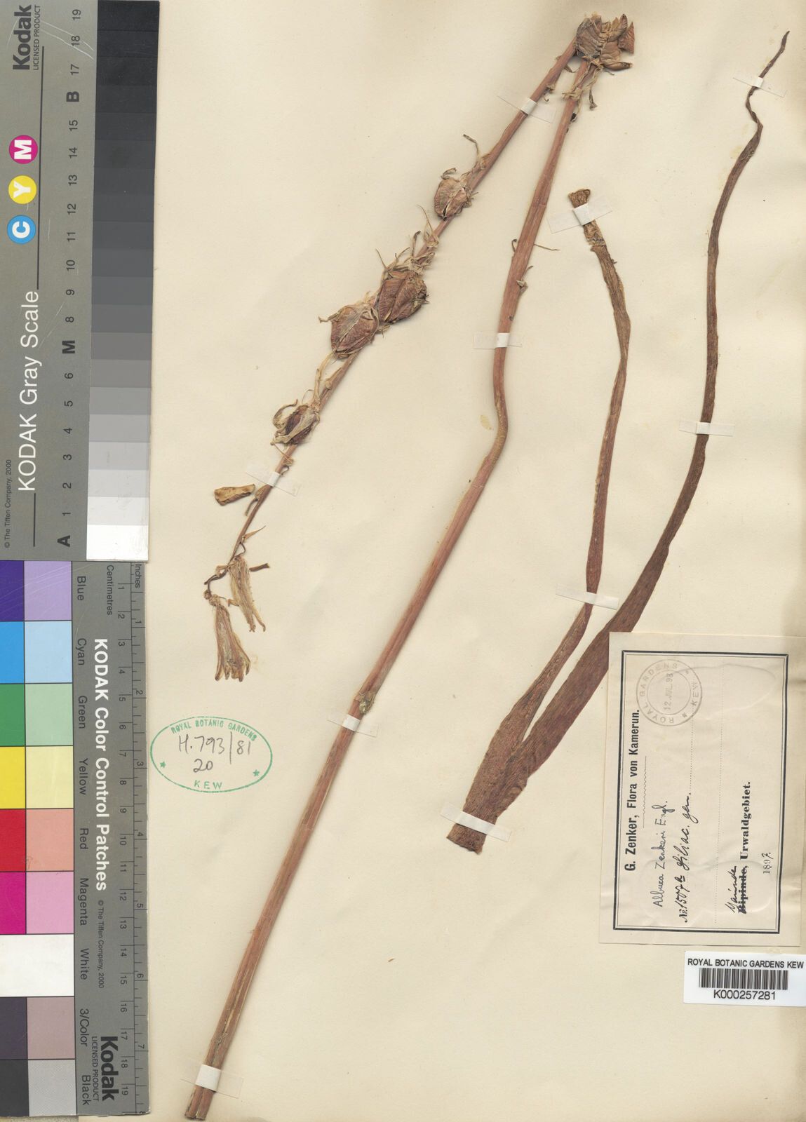 Albuca zenkeri — houseplant care guide