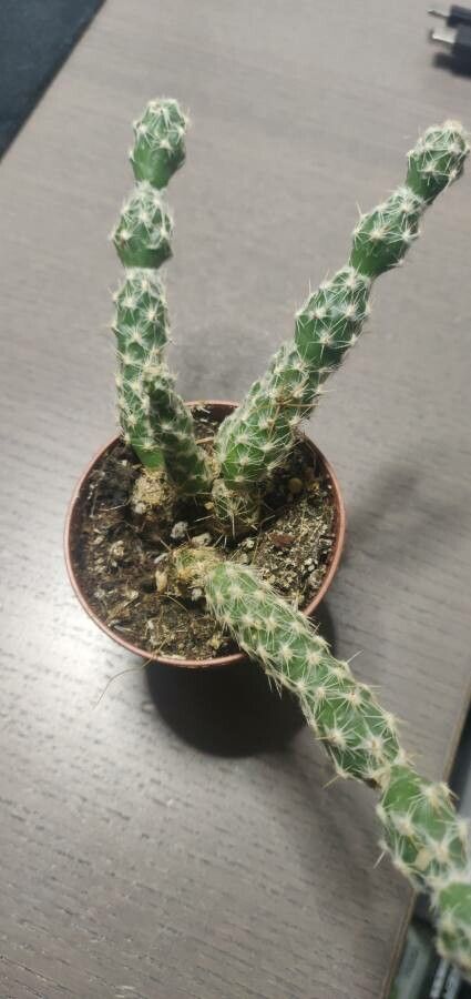 Austrocylindropuntia vestita leaf