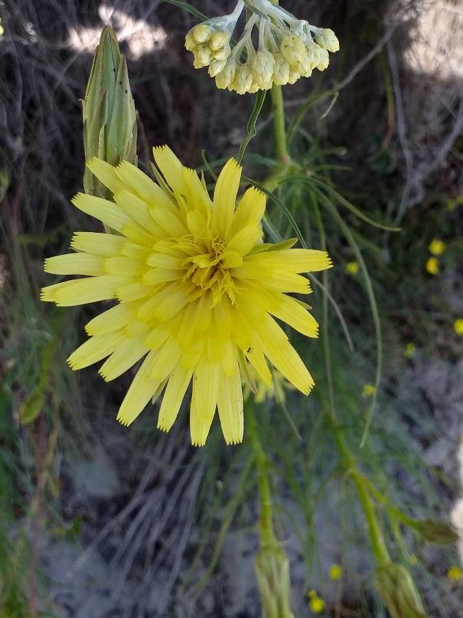 Scorzonera hispanica flower