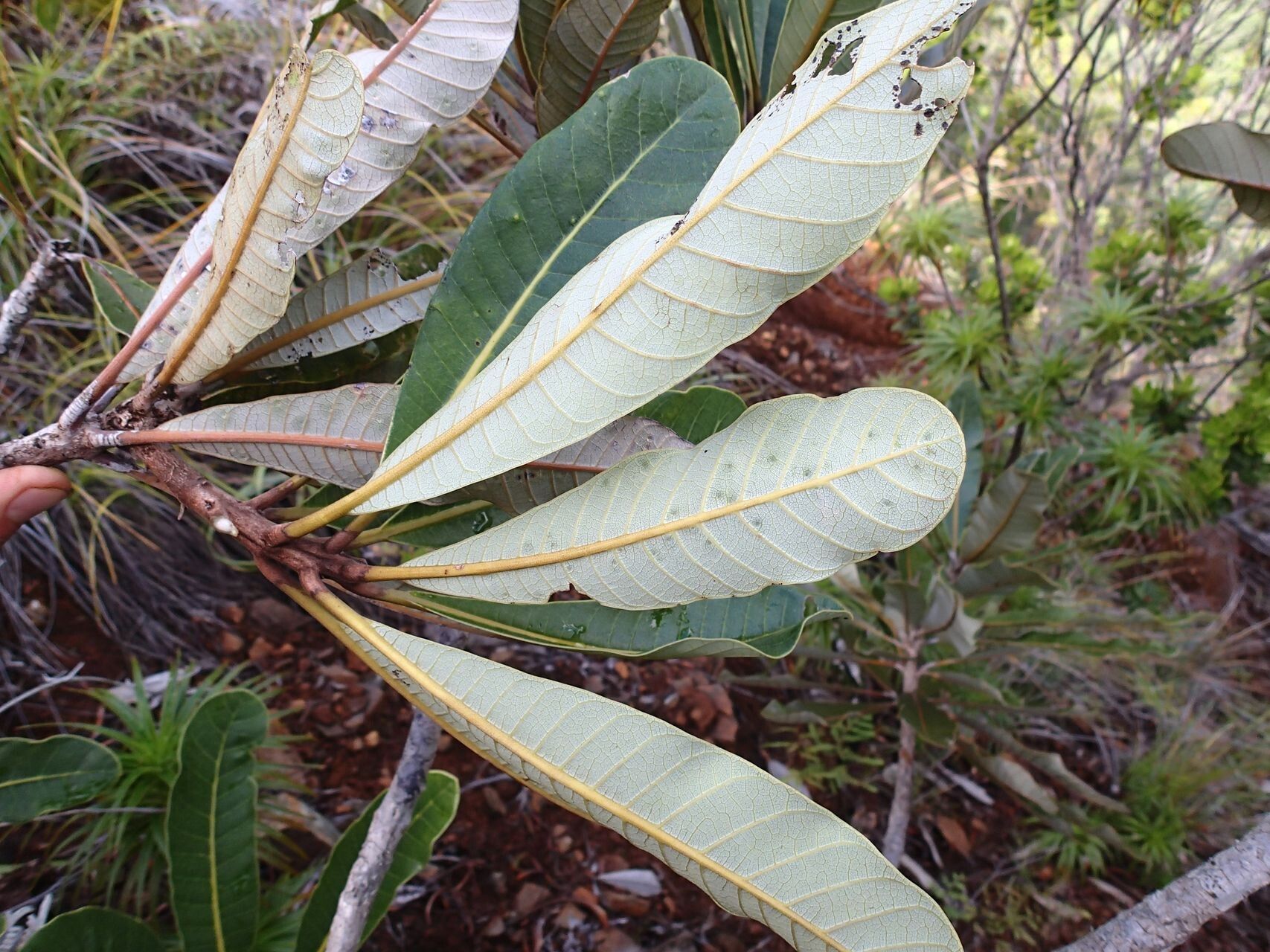 Semecarpus riparius — houseplant care guide