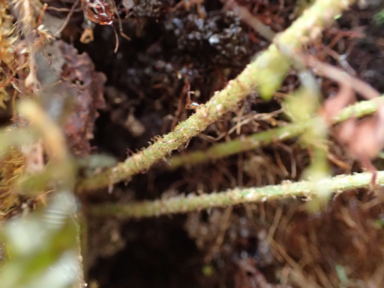 Elaphoglossum splendens bark