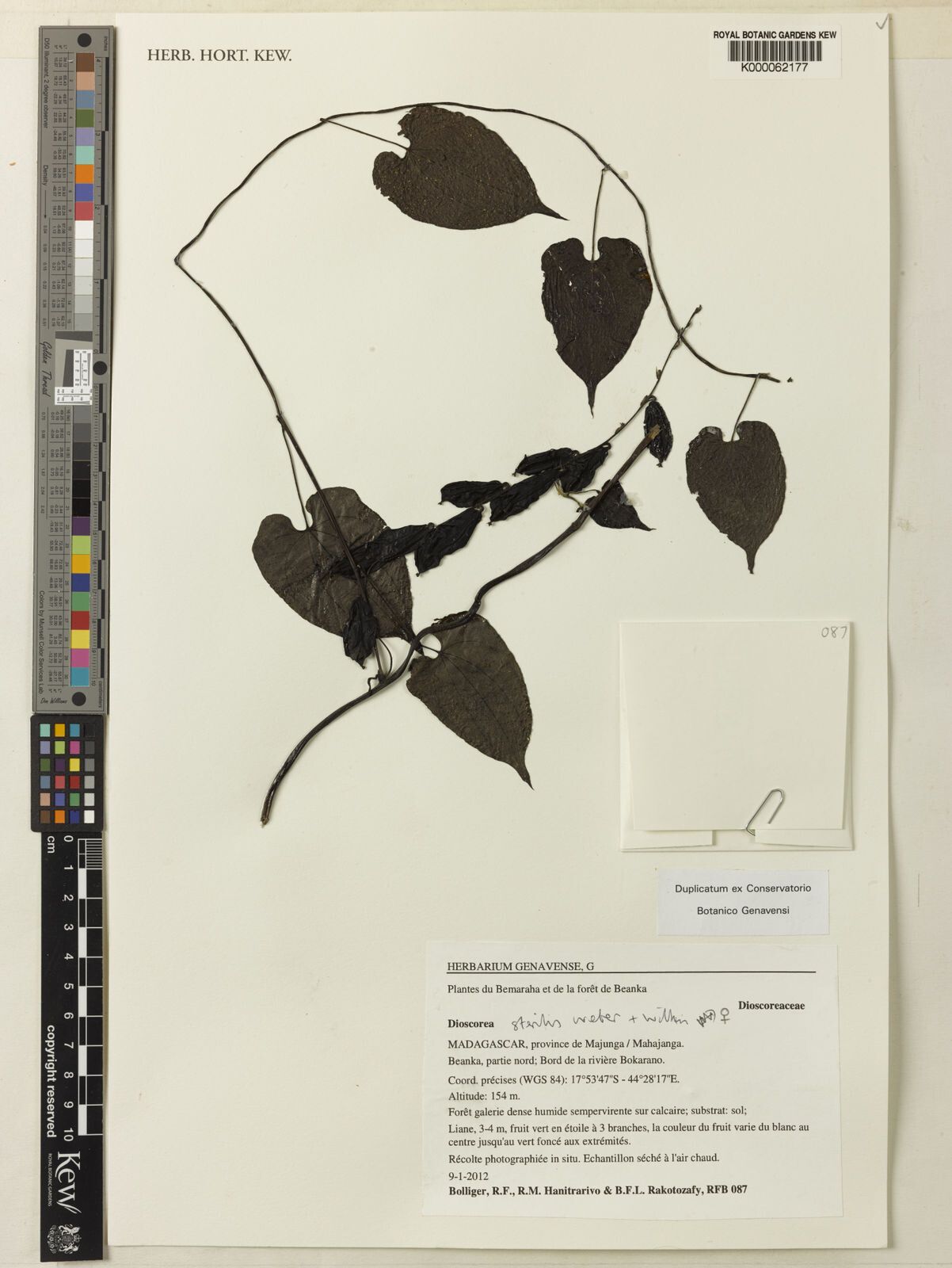 Dioscorea sterilis — houseplant care guide