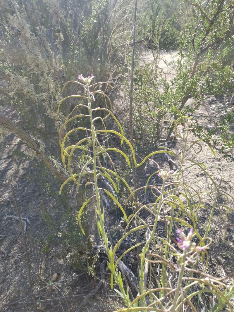 Boechera hoffmannii fruit