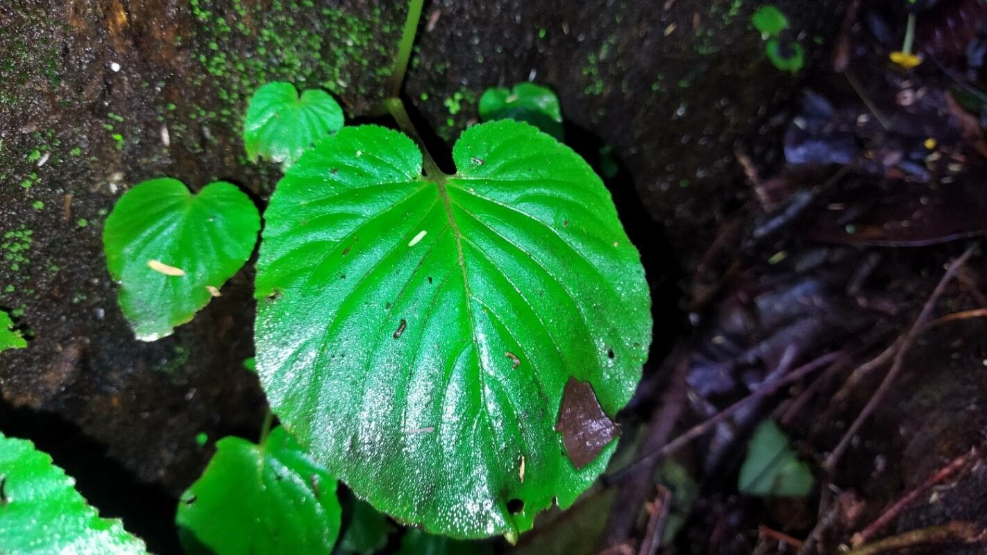 Epithema carnosum — houseplant care guide