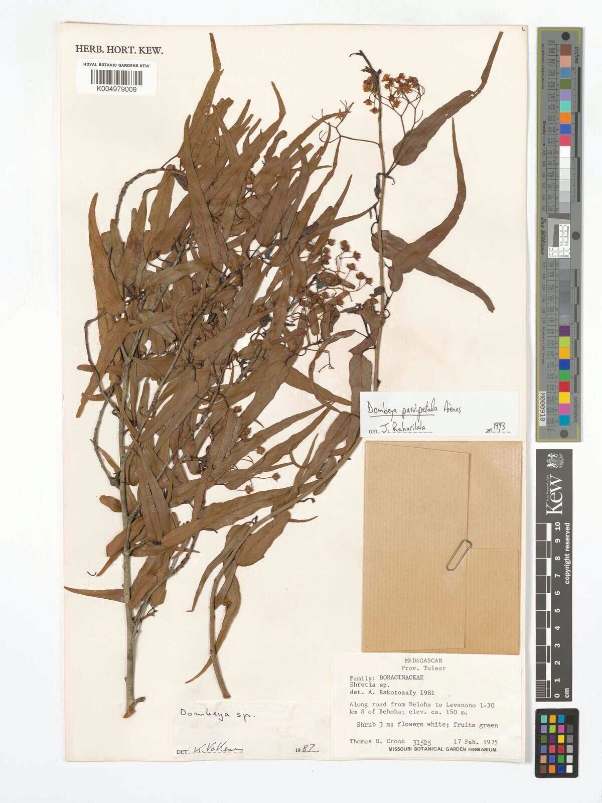 Dombeya parvipetala — houseplant care guide