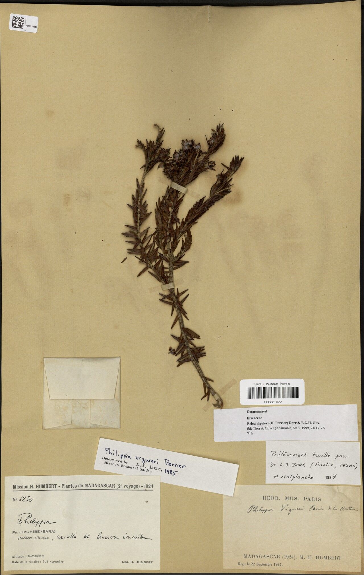 Erica viguieri — search result for 'Erica'