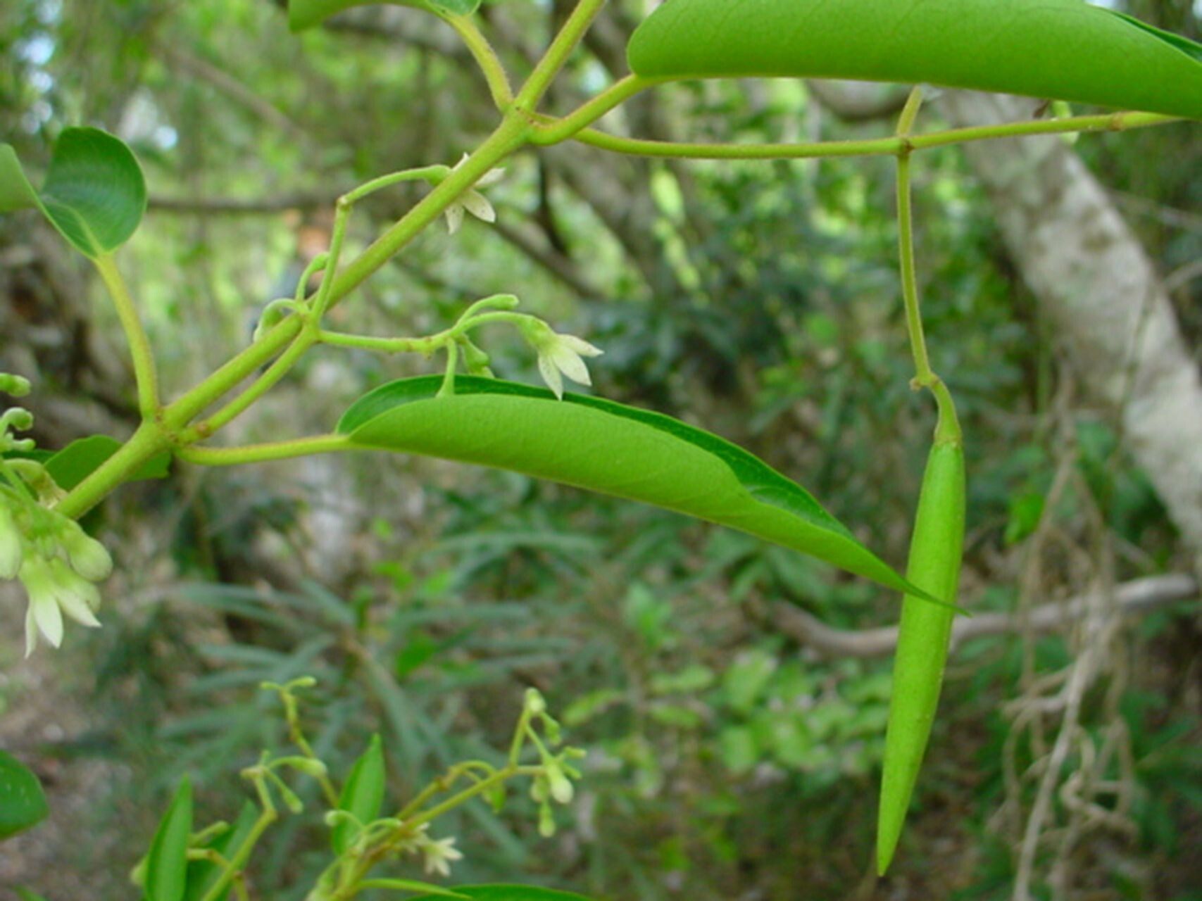 Parsonsia franchetii — houseplant care guide