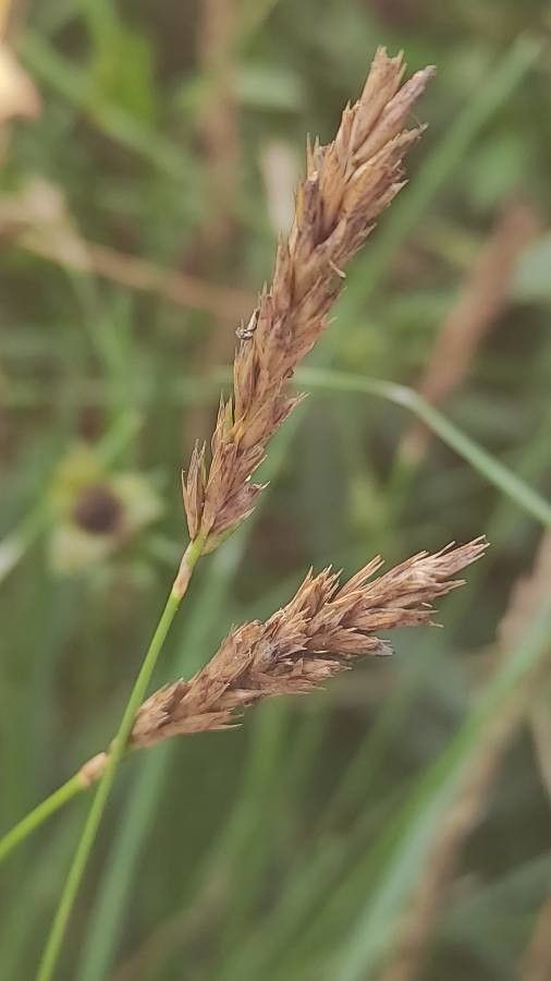 Sesleria caerulea flower