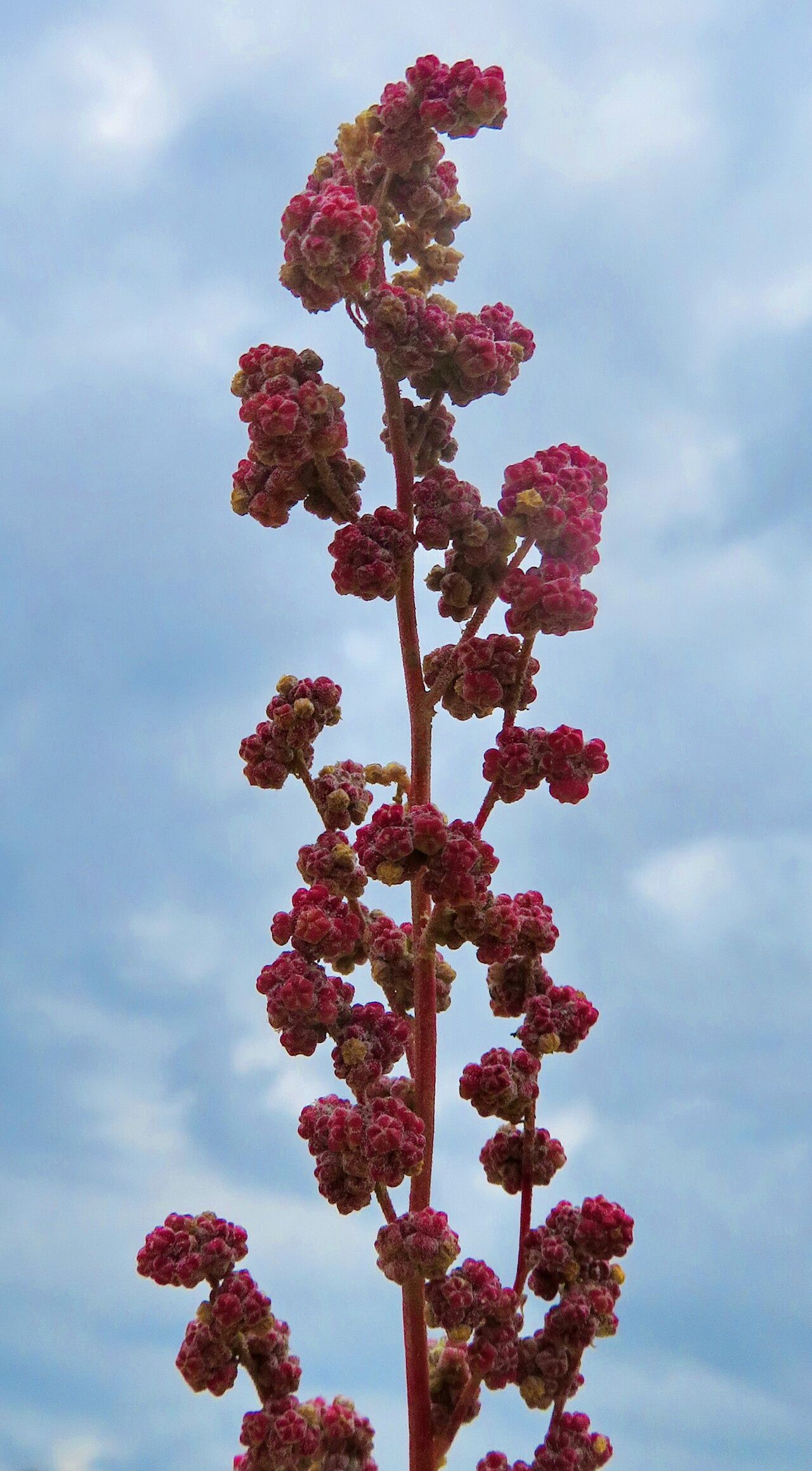 Chenopodium chenopodioides flower