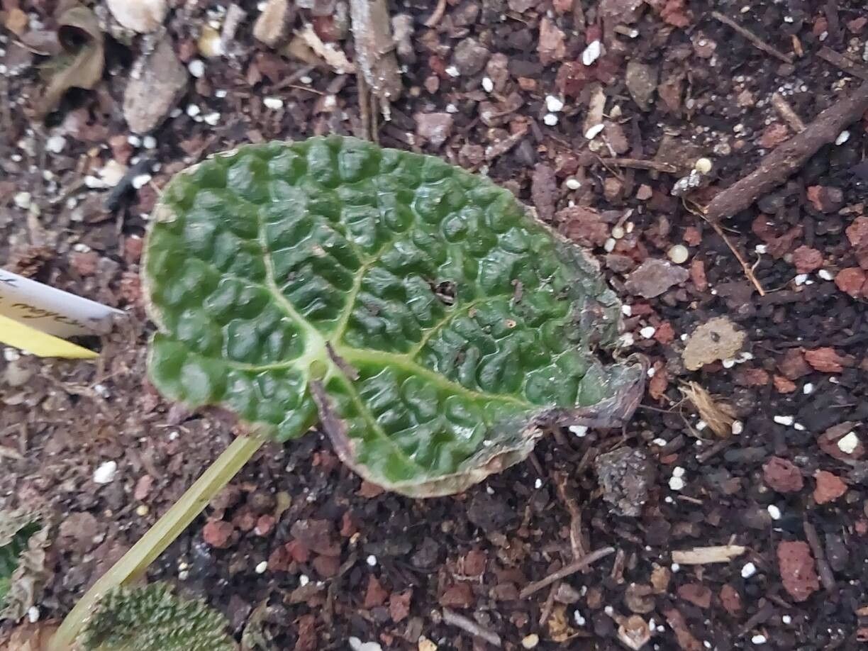 Begonia moysesii — houseplant care guide