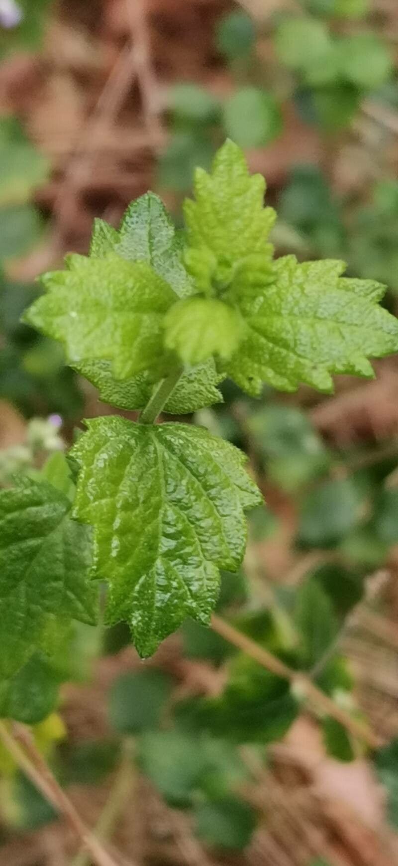 Aloysia chamaedryfolia leaf