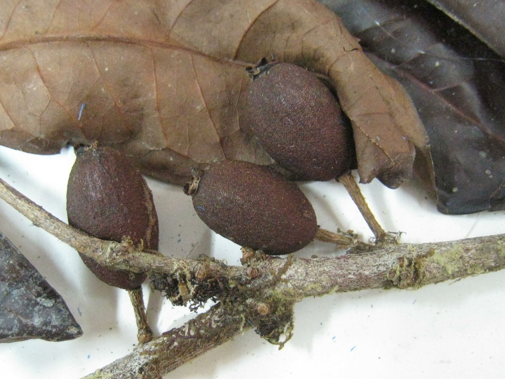 Eugenia latifolia — houseplant care guide