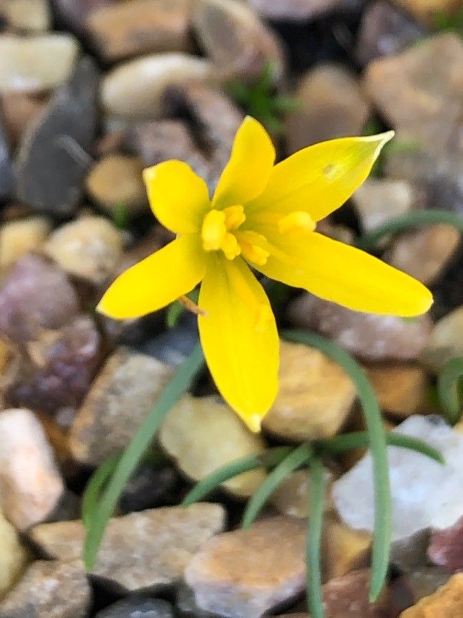 Narcissus cavanillesii flower