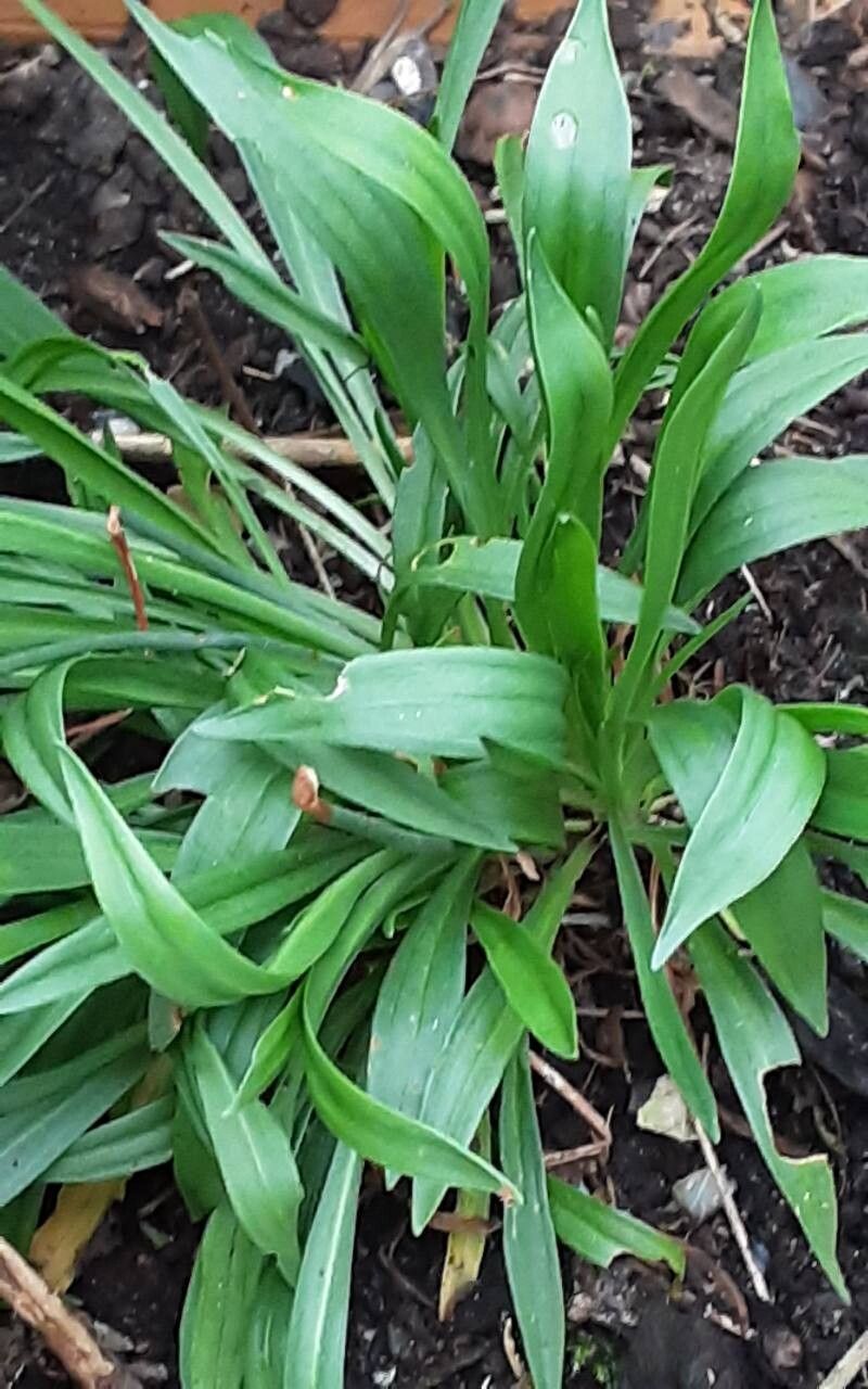 Armeria pseudarmeria — search result for 'Plumbaginaceae'
