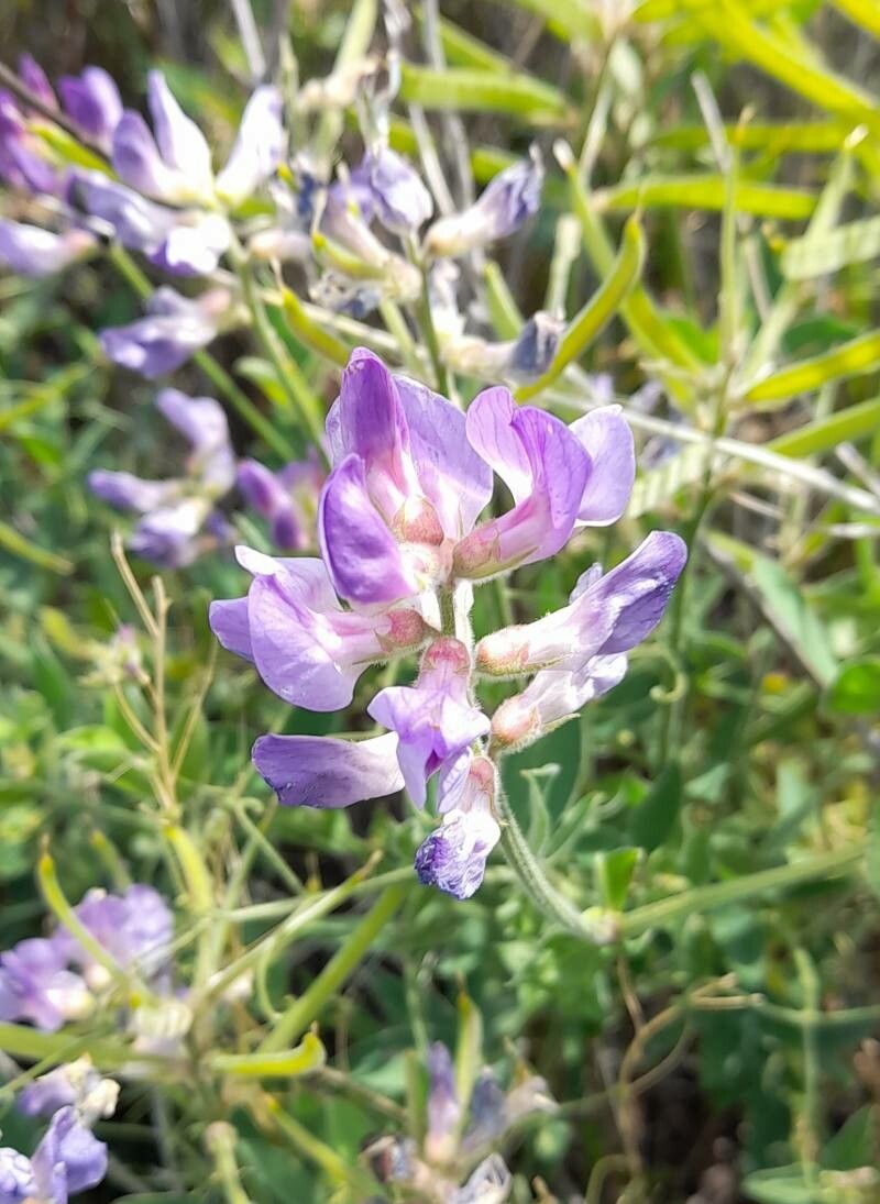 Lathyrus pubescens flower