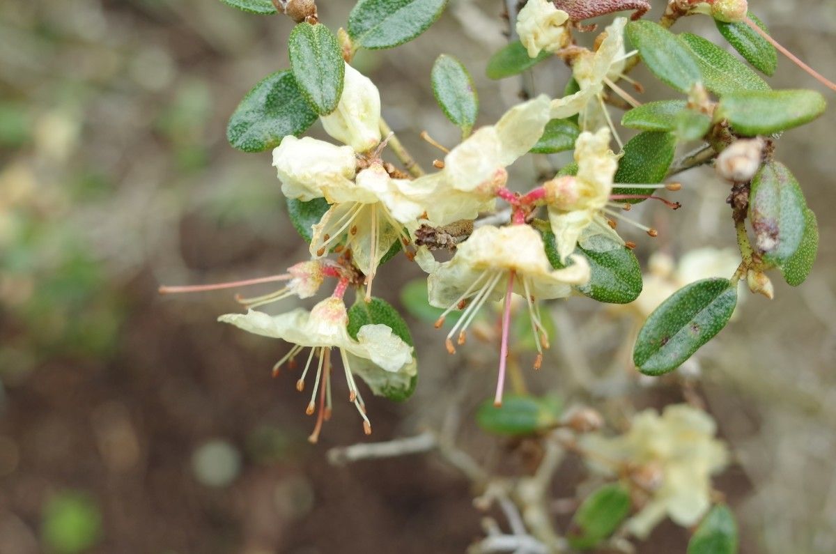 Rhododendron flavidum flower
