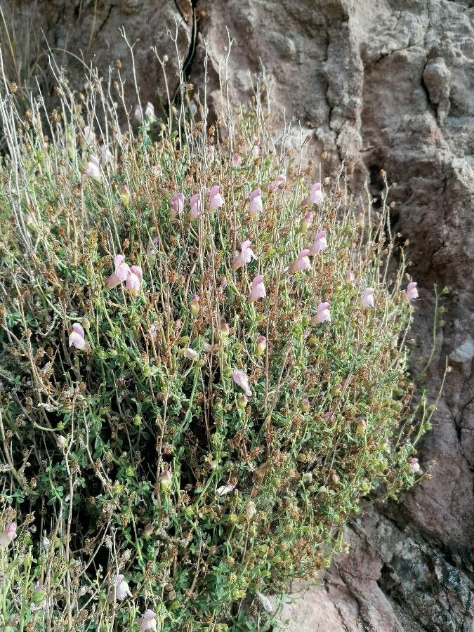 Antirrhinum charidemi habit